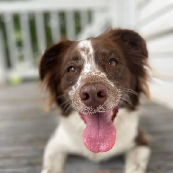 Meet your Posher, Alyssa - Picture 1 of 1